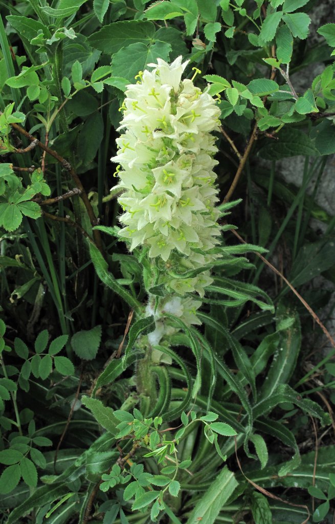 Campanula thyrsoides